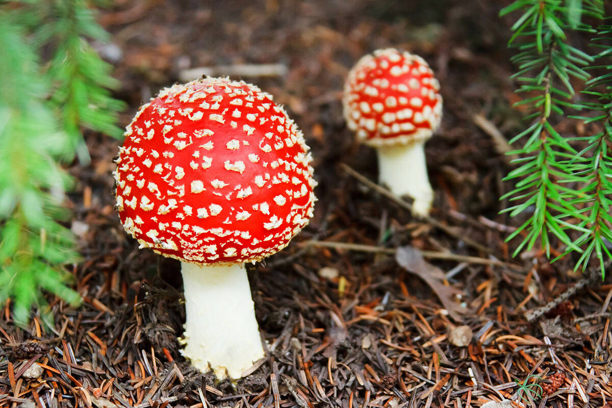 Amanita muscaria mushrooms are linked closely with many holiday traditions, says an anthropology instructor at Camosun College. (Pixabay)