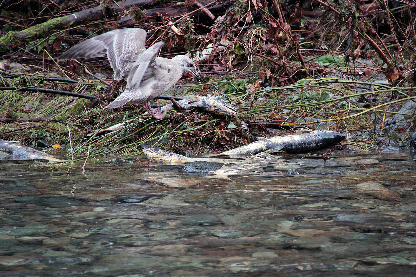A hungry gull picks away at a dead salmon on the banks of the Goldstream River. The Goldstream Hatchery saw far fewer chum salmon than exected this year due to weather extremes, experts say. (Black Press Media file photo)