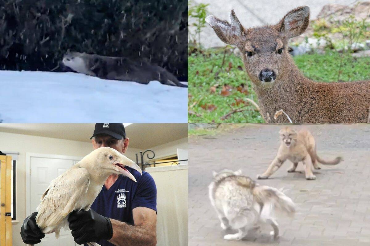 Videos from throughout 2021 capture readers’ top animal encounters. (Black Press Media file photos)