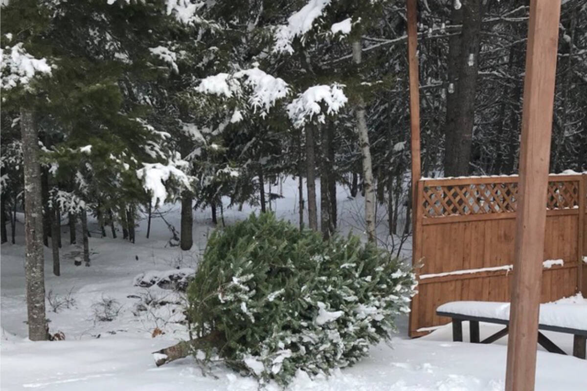 Samantha Knight Weston Family Science program manager for Nature Conservancy Canada, says leaving your Christmas tree in your backyard over the winter can provide many benefits for backyard wildlife. (Submitted photo)