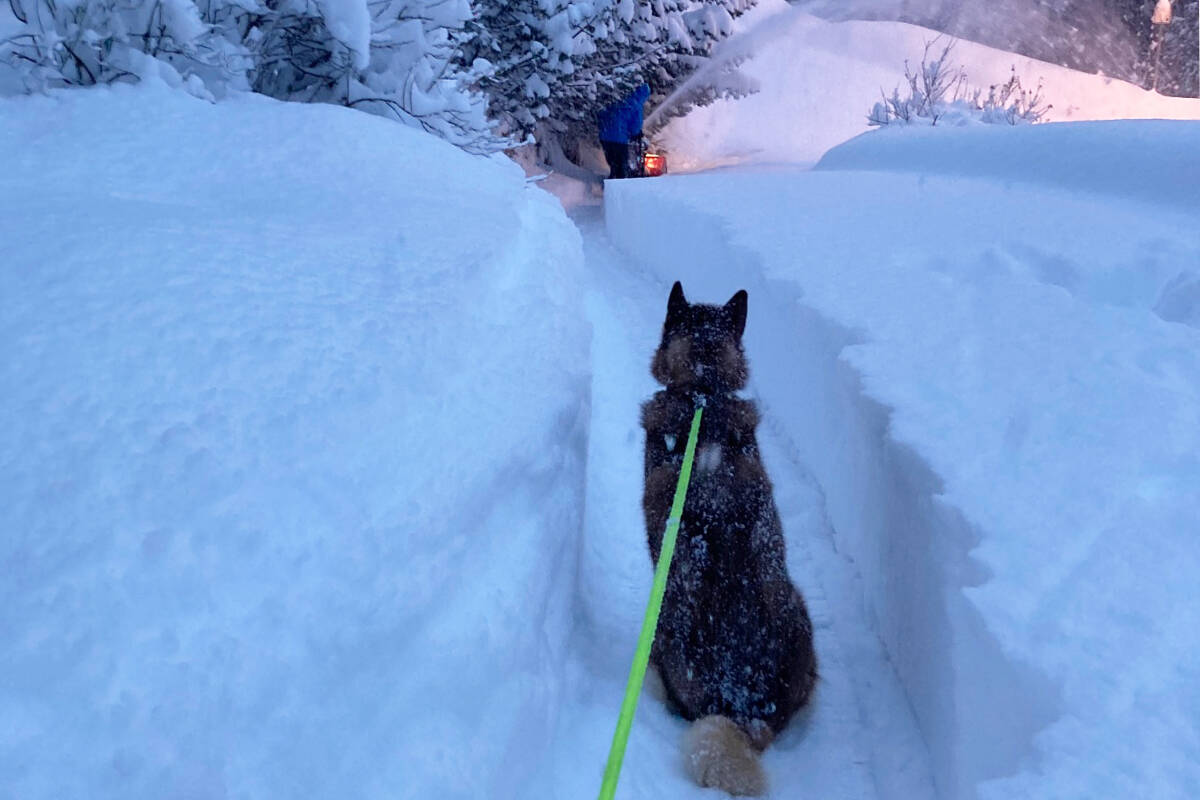 Loki the dog patiently waits for his owner Doug to clear a path on Trevor Street in Nelson, B.C., on Jan. 6, 2022. Photo: Chris LePage