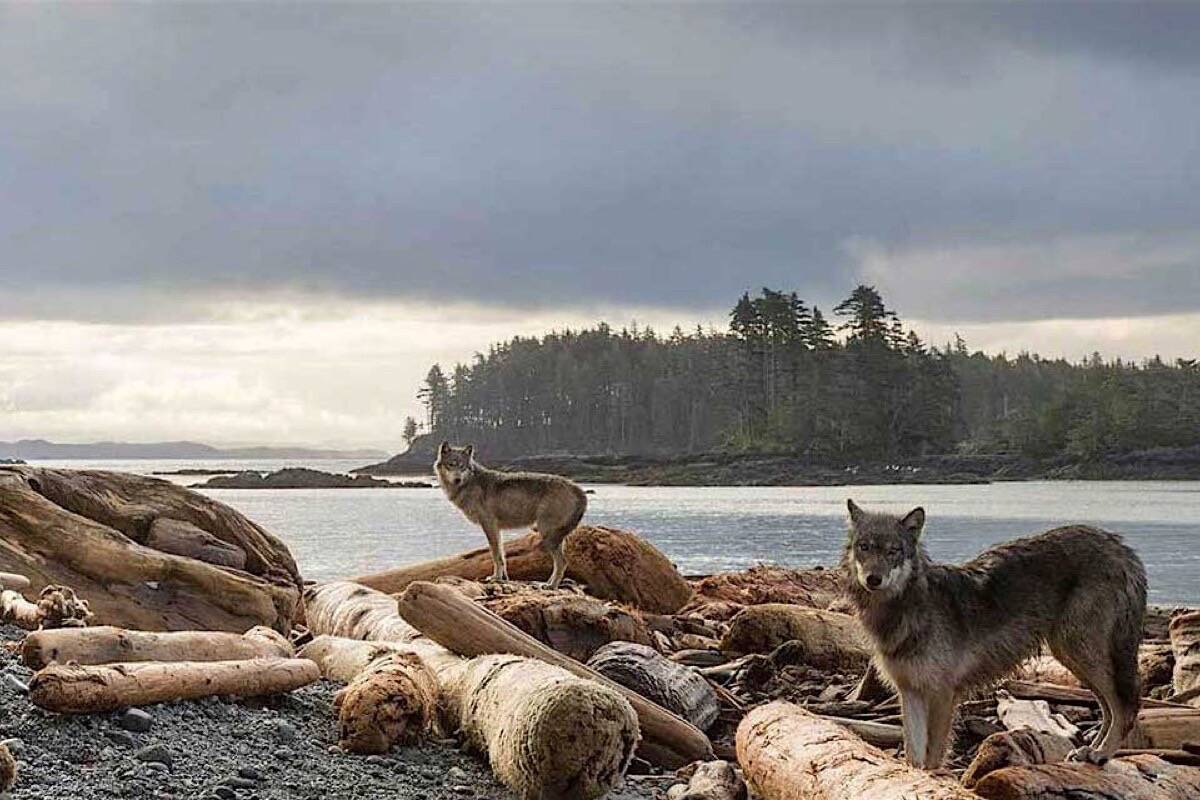 Conservation officer Peter Pauwels said coastal wolf attacks on dogs are rare near Greater Victoria. (File photo courtesy of Ian McAllister/Pacific Wild)