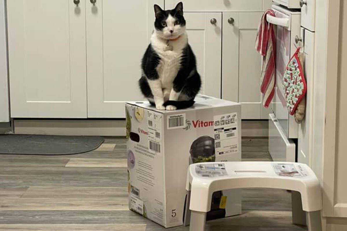 Max the cat taking over a B.C. couple’s Vitamix. (Jessica Gerson-Neeves/Facebook)