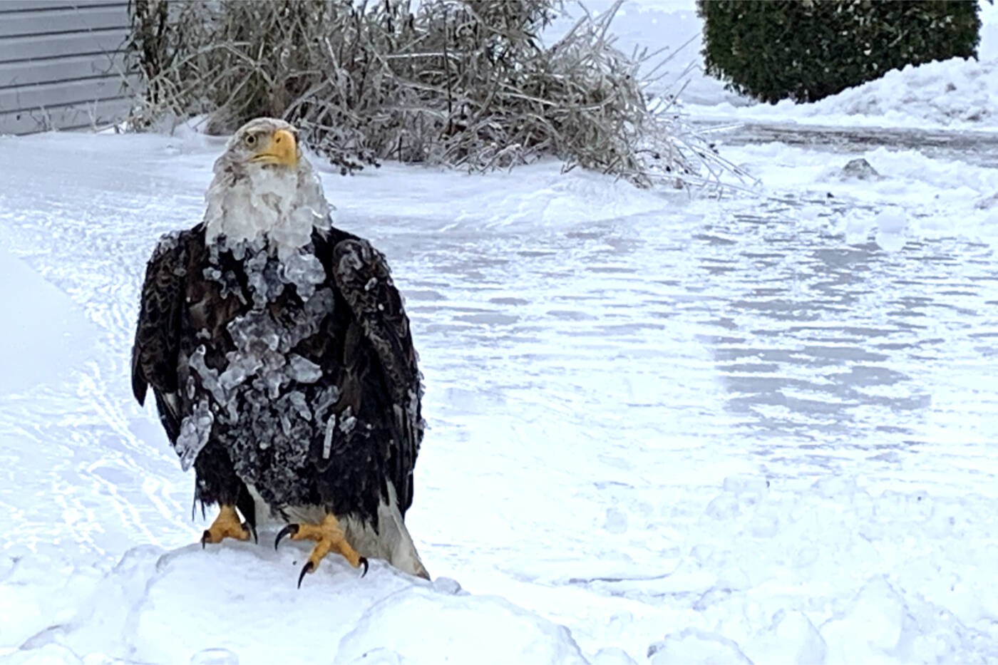 Photo taken Jan. 7, 2022 at 8:30 a.m. The eagle was reported to OWL rehabilitation but was able to shake off ice and fly away before the naturalist arrived. (Sylvia Janz photo)