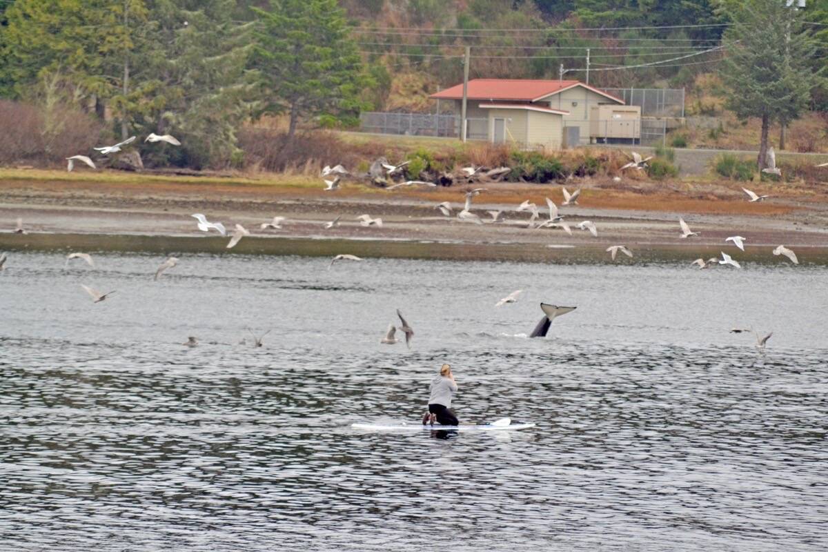 A stand up paddleboarder kneels as a pod of transient orcas put on a dramatic show on Jan. 19, 2020 in the Ucluelet Harbour. (Westerly file photo)