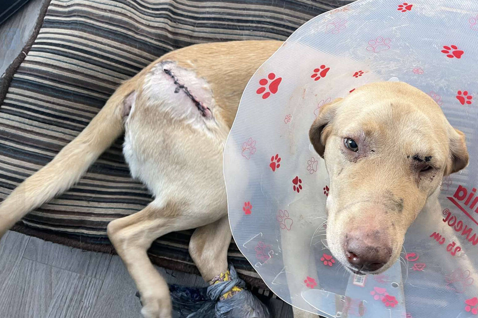 As of Jan. 17, 2022, two-year-old Daisy was in the care of the Chilliwack SPCA after she was hit by a car and suffered extensive injuries. (BCSPCA photo)