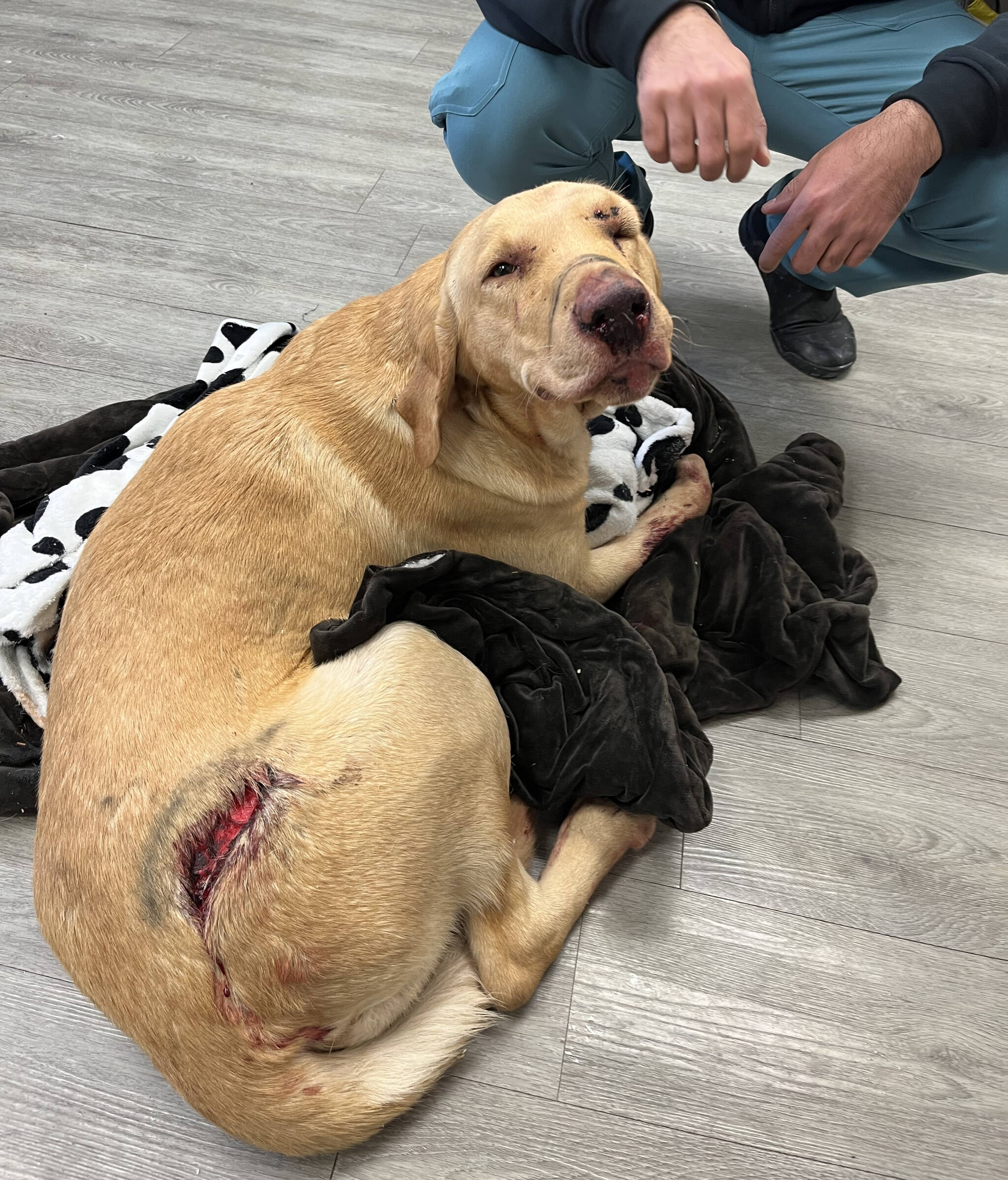 As of Jan. 17, 2022, two-year-old Daisy was in the care of the Chilliwack SPCA after she was hit by a car and suffered extensive injuries. (BCSPCA photo)