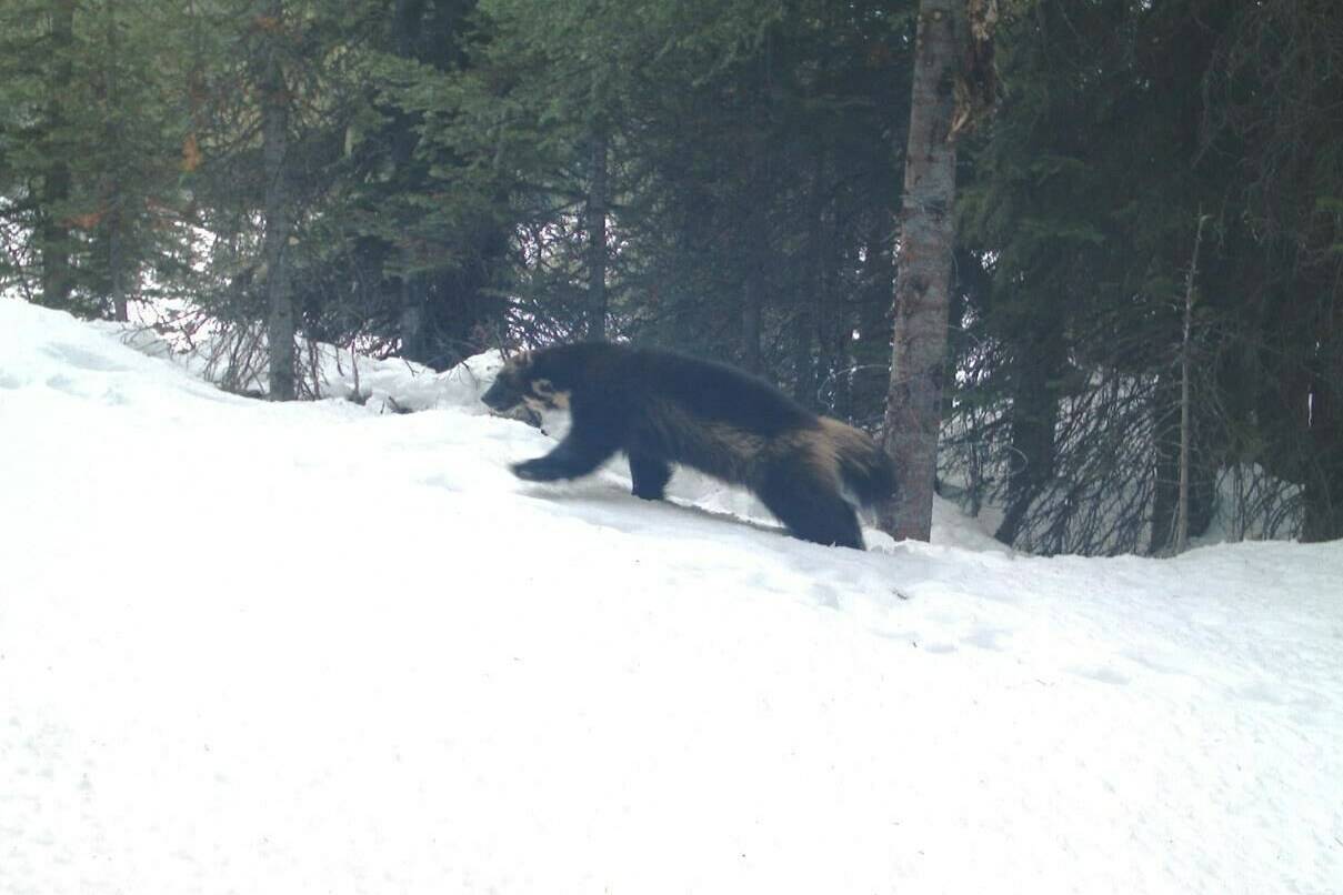 A wolverine is shown in this camera trap photo in Alberta from 2012, in the same location where a coyotes was also photographed a week apart, supplied by lead researcher Gillian Chow-Fraser of the University of Victoria. New research suggests industrial development is helping coyotes move into wolverine country and edge out the rare carnivore despite its fierce reputation. THE CANADIAN PRESS/HO