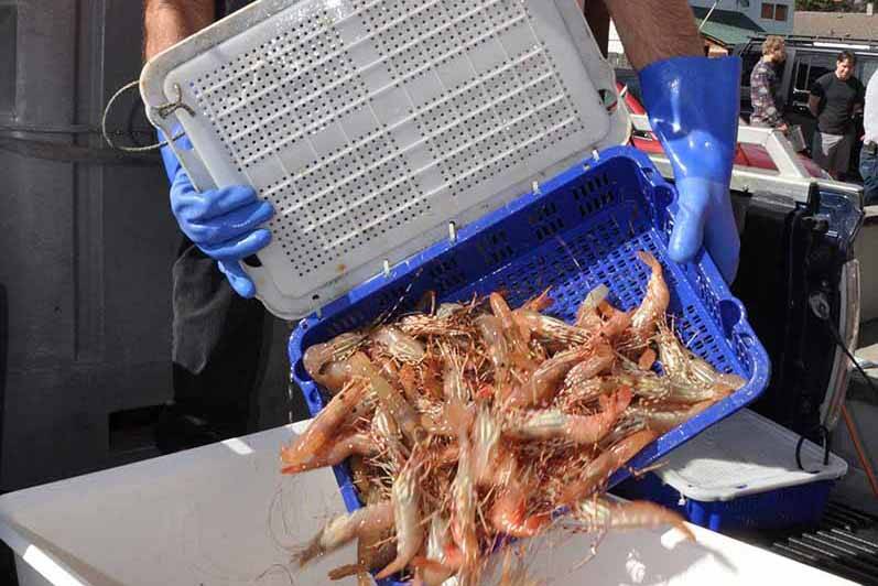 A fresh catch of wild spot prawns is unloaded at Mad Dog Crabs in Duncan, B.C. (Warren Goulding file photo)