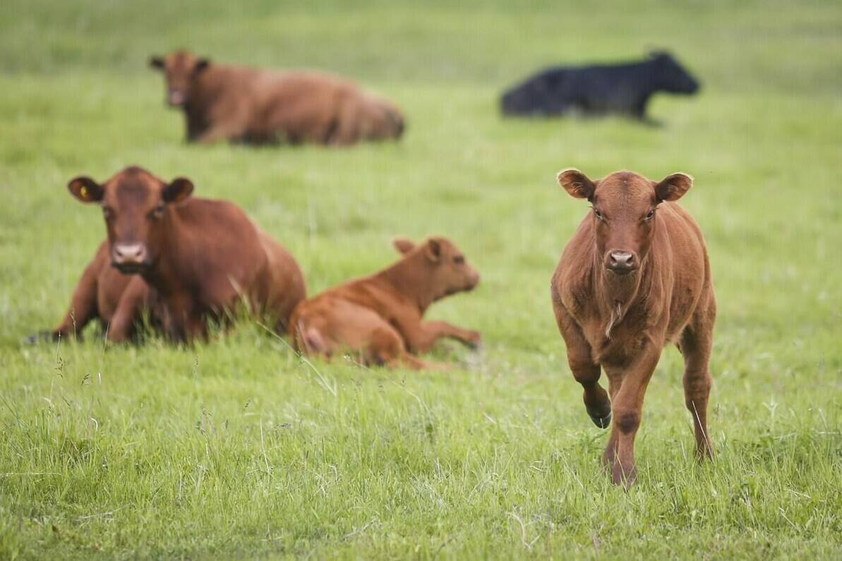Cows and their calves graze in a pasture on a farm near Cremona, Alta., Wednesday, June 26, 2019. Some Alberta cattle producers say they will run out of food for their animals this weekend, as train delays and the impacts of last summer’s drought combine to create a crisis situation on the Prairies.THE CANADIAN PRESS/Jeff McIntosh