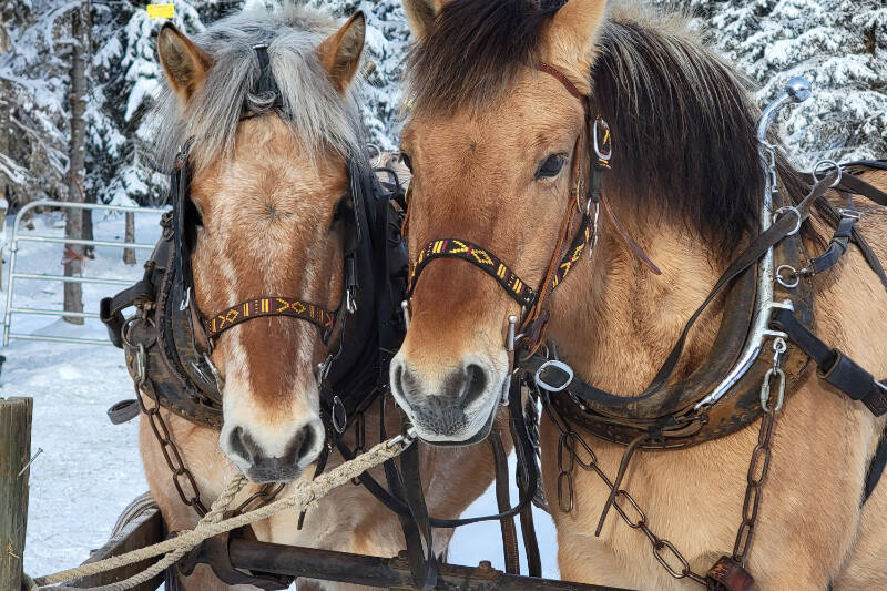 Valaurie Wettstein's horses, Jack and Jill, were found Saturday, Jan. 22 after disappearing on Dec. 18. (Photo submitted)