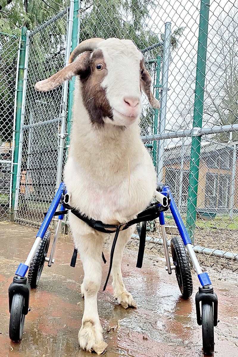 Gibbles, a four-year old goat rescued from a meat farm, is back to his playful self now that he has a wheelchair to get around the Happy Herd animal sanctuary in Aldergrove. (Shawna Gail/Special to Langley Advance Times)