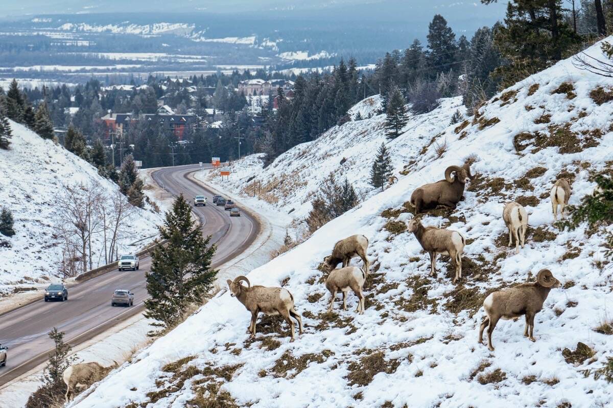 Sheep on the One Mile Hill in Radium January 22, 2022. Pat Morrow file