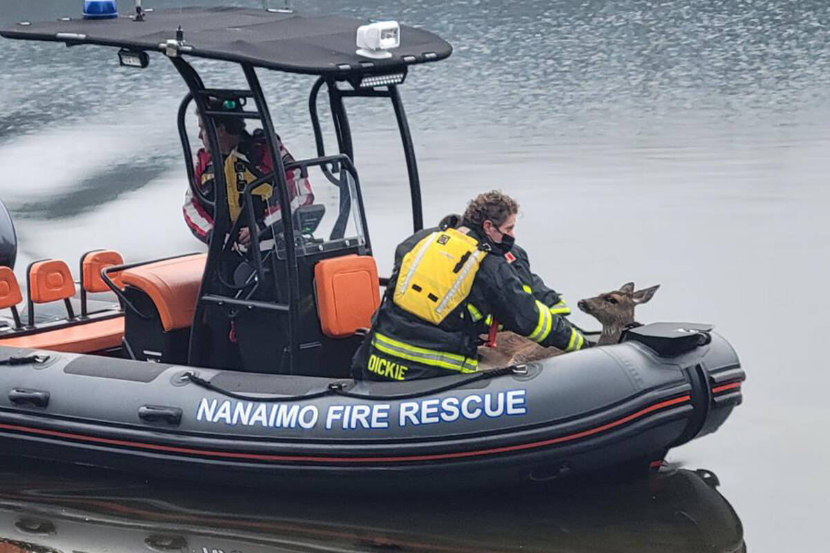 A deer that fell through ice in Westwood Lake got a ride to safety aboard Nanaimo Fire Rescue’s rescue boat on Tuesday, Jan. 25. (Photo courtesy Nanaimo Fire Rescue)