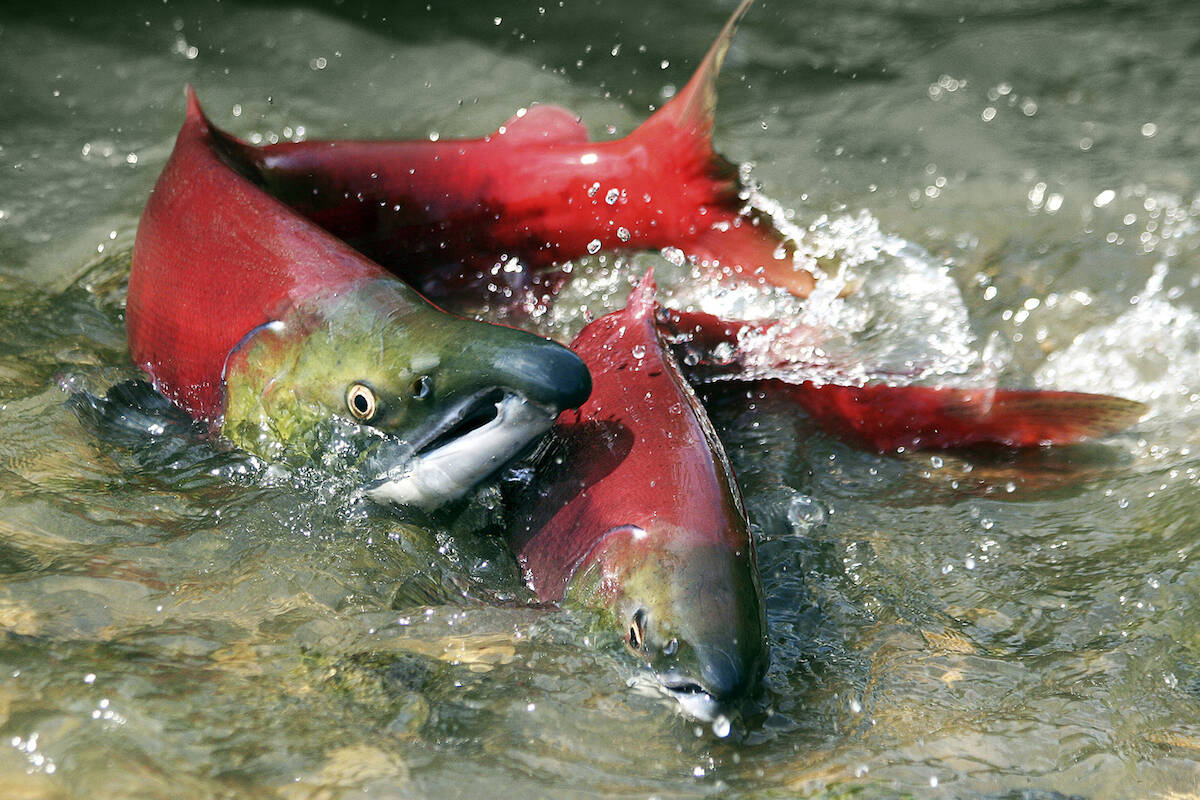 Department of Fisheries and Oceans Canada closes recreational salmon fishing in the Skeena River watershed, including the Bulkley River. (Contributed Photo)