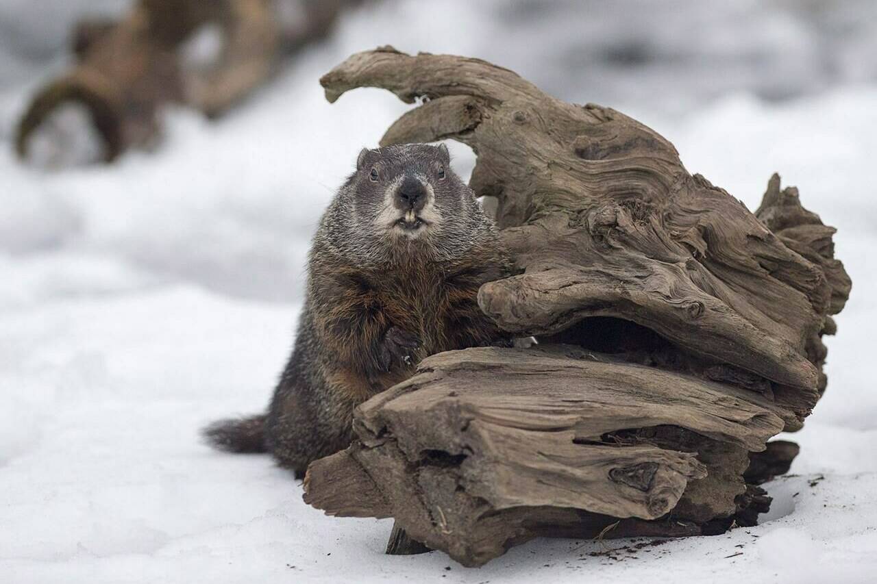 Shubenacadie Sam looks around after emerging from his burrow at the wildlife park in Shubenacadie, N.S. on Friday, Feb. 2, 2018. THE CANADIAN PRESS/Andrew Vaughan