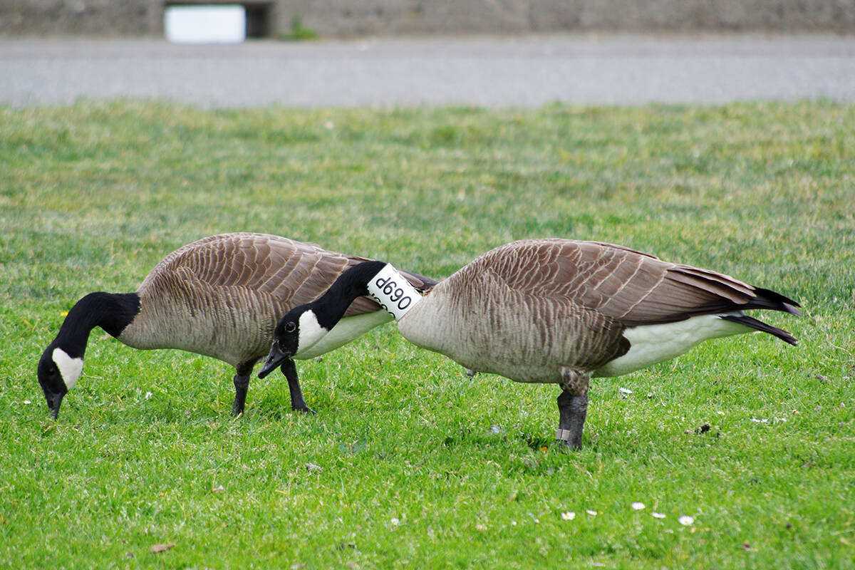 A Vancouver Island University biology professor says how and why a Canada goose ended up in a Chicago park is a mystery. (News Bulletin file photo)