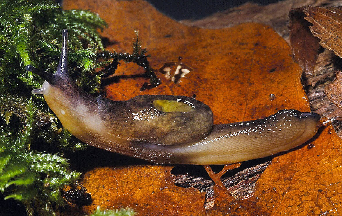 The dromedary jumping-slug has a multi-coloured hump concealing a partial shell. The slug is red-listed provincially and listed as threatened under the federal Species at Risk Act. (Contributed - Kristiina Ovaska)
