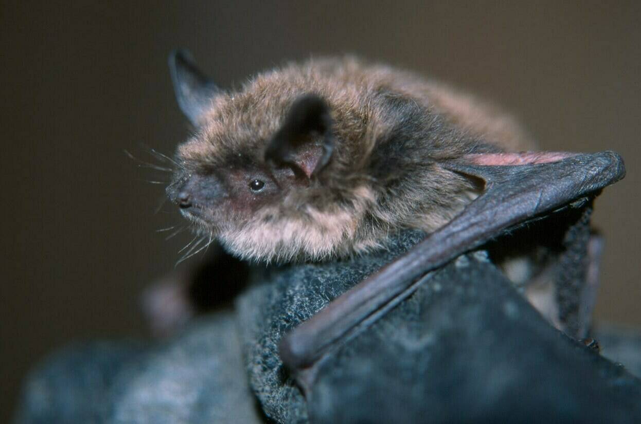 A species of bat known as a little brown myotis is shown in this undated handout photo. Researchers say a deadly fungus that has nearly wiped out a North American bat species hasn’t yet spread to British Columbia, giving them valuable time to study whether probiotics prevent the disease. THE CANADIAN PRESS/HO, Cori Lausen *MANDATORY CREDIT*