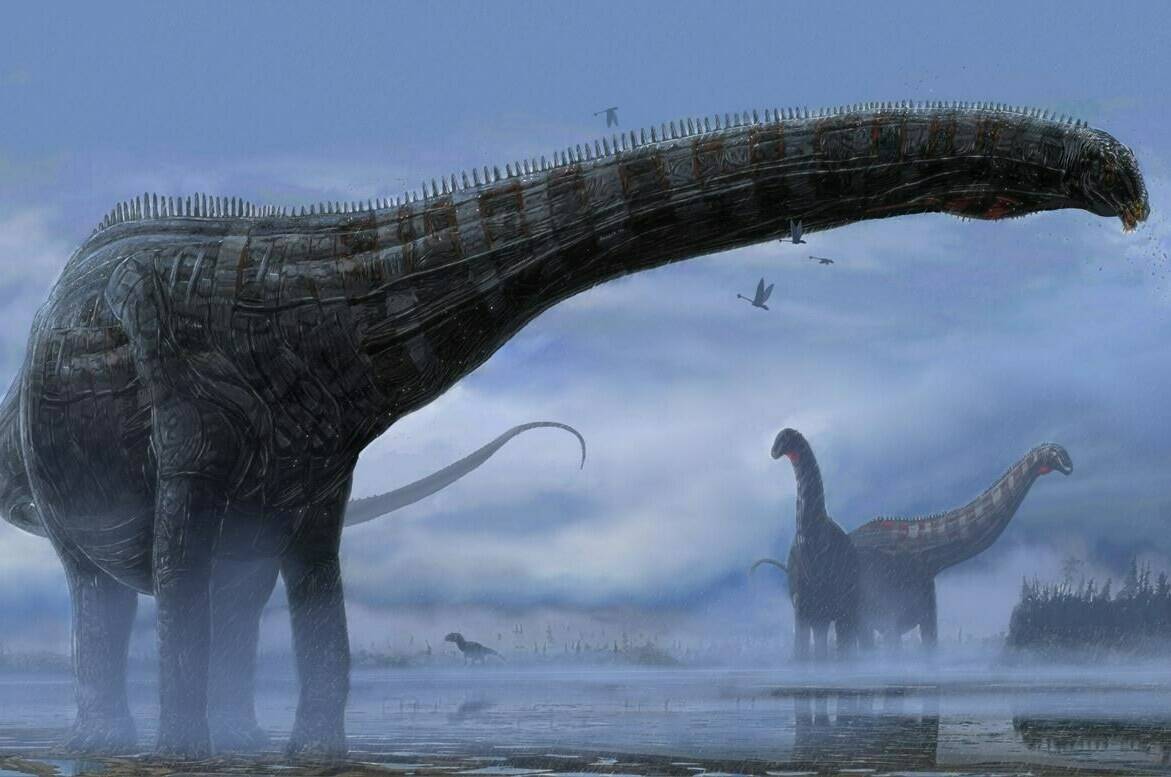 Diplodocids, a type of long-necked sauropod, are seen in a hypothetical artist’s rendering of what they looked like during their lives. Cary Woodruff, a recent PhD graduate from the University of Toronto, and a team of researchers studied a fossil that may provide evidence of the first known case of a bird-style lung disease in a dinosaur. THE CANADIAN PRESS/HO-University of Western Ontario