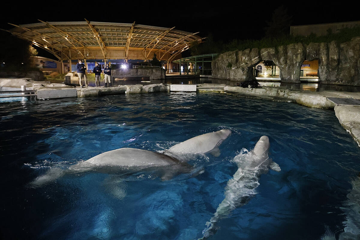 FILE - Three beluga whales swim together in an acclimation pool after arriving at Mystic Aquarium, May 14, 2021 in Mystic, Conn. The second of five whales brought from Canada to Mystic Aquarium last year for research purposes has died. The aquarium announced on its website that the female had been receiving intensive care for the past several months for multiple health issues but died early Friday, Feb. 11, 2022. (Jason DeCrow/AP Images for Mystic Aquarium)