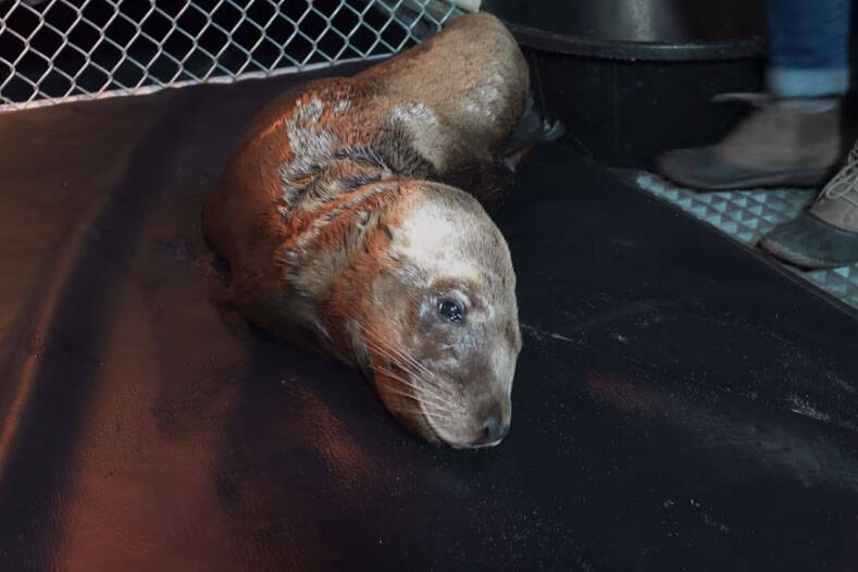 Dubbed Sea Lionel Richie by his rescuers with the Marine Mammal Rescue Centre, the stellar sea lion died on Feb. 10 – five days after being rescued from the beach. (Marine Mammal Rescue Centre/Facebook)