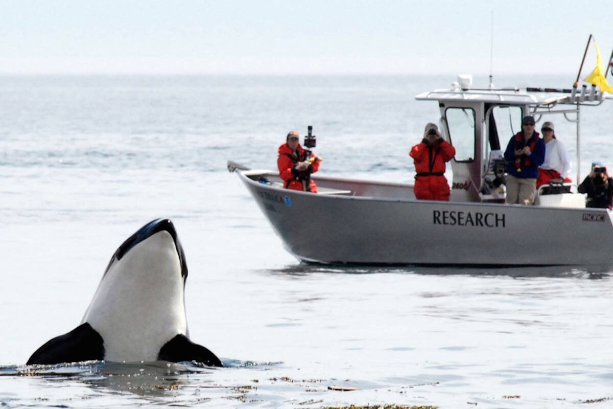 Researchers aboard the vessel Noctiluca monitor southern resident killer whale behavior. (Photo courtesy of Northwest Fisheries Science Center/North Oceanic and Atmospheric Administration Fisheries)