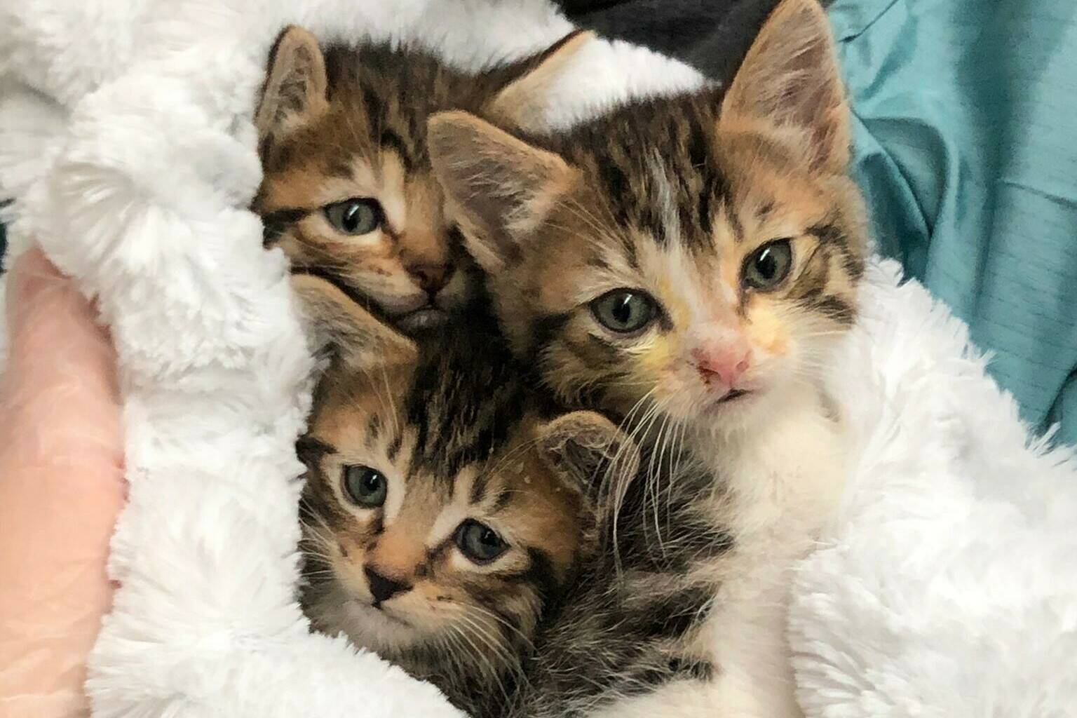 Three kittens found in a dumpster in Vancouver’s Downtown Eastside in February 2022 were found by a Good Samaritan. (BC SPCA handout)