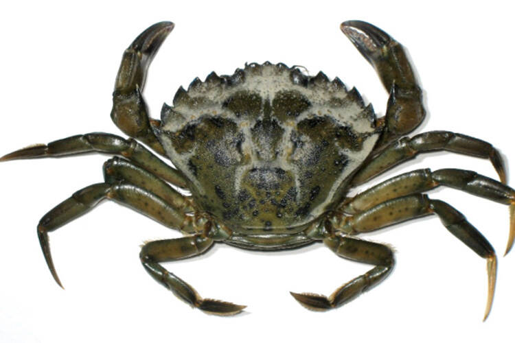 Anyone who finds a European green crab like this one on Vancouver Island shorelines should report the invasive species to DFO, with photos and the exact location. (Courtesy of Fisheries and Oceans Canada)