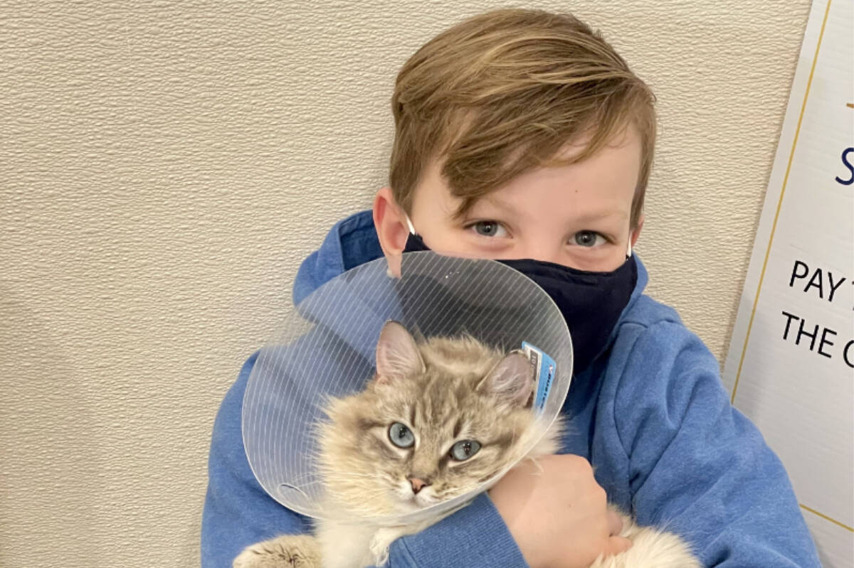 Sutter Rowse, 8, cuddles with Hazel, the cat, at the Williams Lake BCSPCA who he raised $850 toward the cost of her surgery. (Leslie Rowse photo)