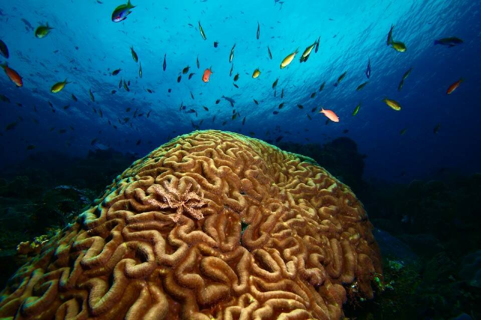 According to FishSounds.net, fish enjoy lively conversations over the coral reefs. (Photo by Kieran Cox)