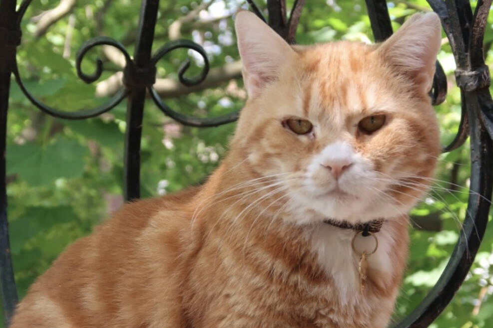 Orion, an orange and white tabby with white paws, has been missing since Feb. 16. (Courtesy Florence Cougoulat)