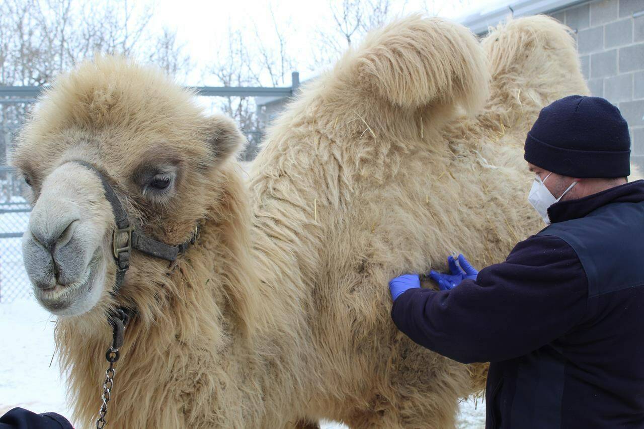 A camel receives a COVID-19 vaccine at the Assiniboine Park Zoo in Winnipeg in a handout photo. The zoo uses a vaccine made uniquely for animals to protect them against COVID-19. THE CANADIAN PRESS/HO-Assiniboine Park Zoo