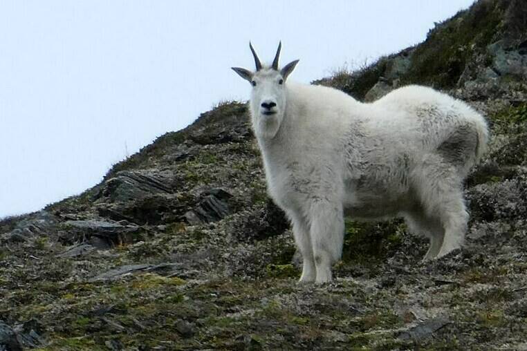 A mountain goat stands on Sheep Mountain in the backcountry of Juneau, Alaska, on Thursday, Aug. 27, 2020. British Columbia’s central coast is losing one of its defining features with fewer mountain goats seen on its peaks, say researchers. THE CANADIAN PRESS/AP-Becky Bohrer