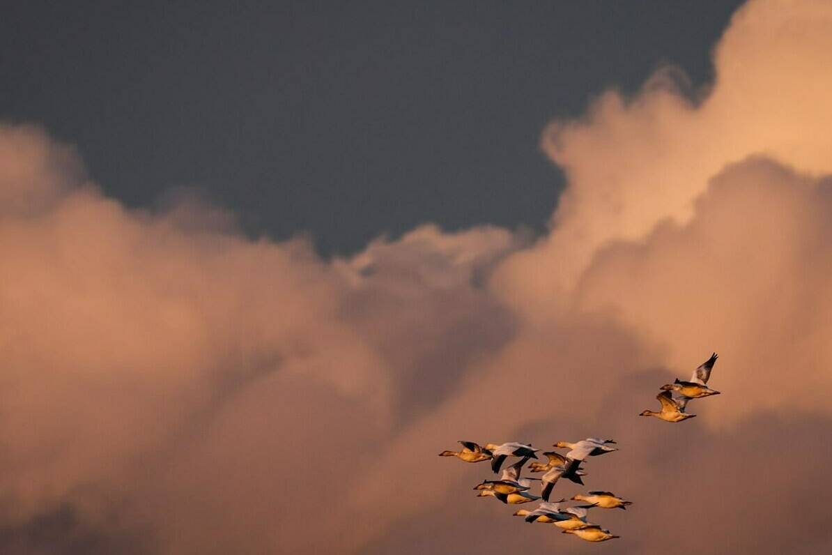 A flock of snow geese fly over Iona Beach Regional Park at sunset, in Richmond, B.C., Thursday, Jan. 20, 2022. In most of Canada, clocks are set to move ahead by one hour on Sunday. THE CANADIAN PRESS/Darryl Dyck