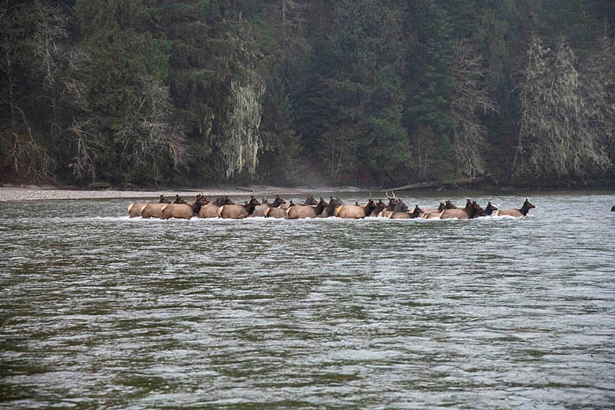 Elk at north end of Pitt Lake. (Contributed)