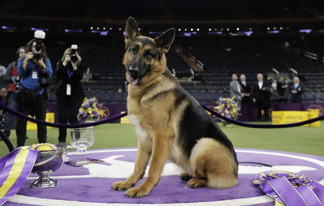 FILE - Rumor, a German shepherd, poses for photos after winning Best in Show at the 141st Westminster Kennel Club Dog Show in New York, Feb. 15, 2017. The American Kennel Club’s annual popularity rankings come out Tuesday, March 15, 2022, and German shepherds are in the top 10. (AP Photo/Julie Jacobson, File)