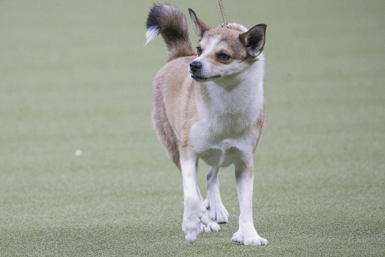 FILE - A Norwegian lundehund, a relatively rare breed in the U.S., competes during the non-sporting group at the 142nd Westminster Kennel Club Dog Show at Madison Square Garden in New York, Feb. 12, 2018. The American Kennel Club’s annual popularity rankings come out Tuesday, March 15, 2022. (AP Photo/Mary Altaffer, File)