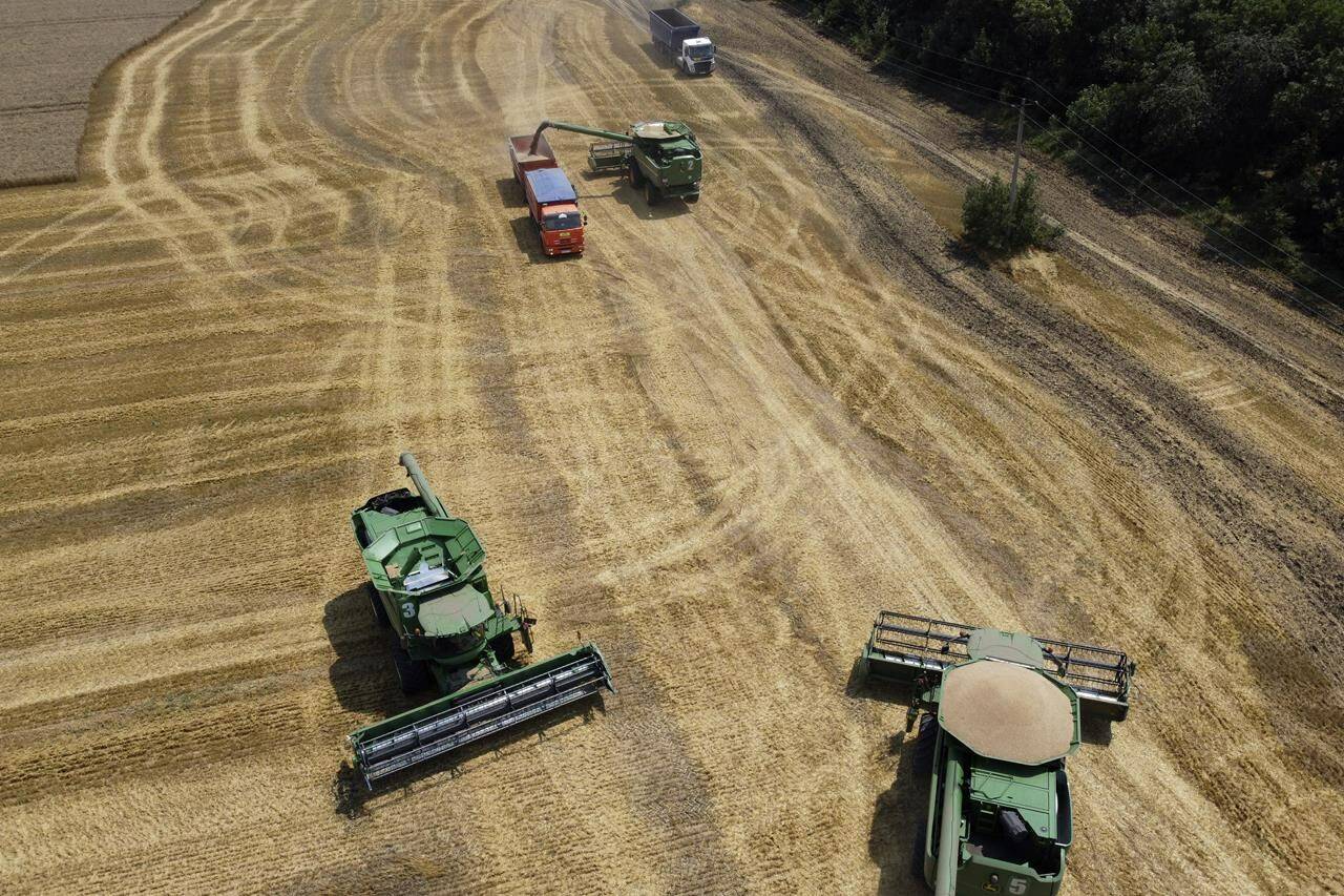 FILE - Farmers harvest with their combines in a wheat field near the village Tbilisskaya, Russia, July 21, 2021. The Organization for Economic Cooperation and Development is warning that Russia’s war in Ukraine will disrupt commerce and clog up supply chains, slashing economic growth and pushing prices sharply higher around the globe. In a grim assessment out Thursday, March 17, 2022, the 38-country OECD said that over the next year the conflict would reduce the broadest measure of economic output by 1.08% worldwide. (AP Photo/Vitaly Timkiv, File)