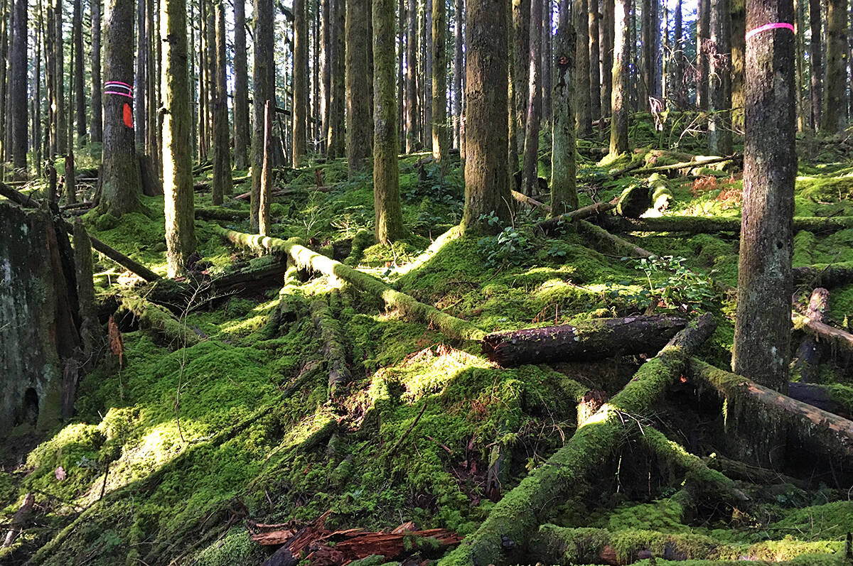 Val Ashton said she first learned about logging plans when she saw trees marked. (Val Ashton/Special to The News)