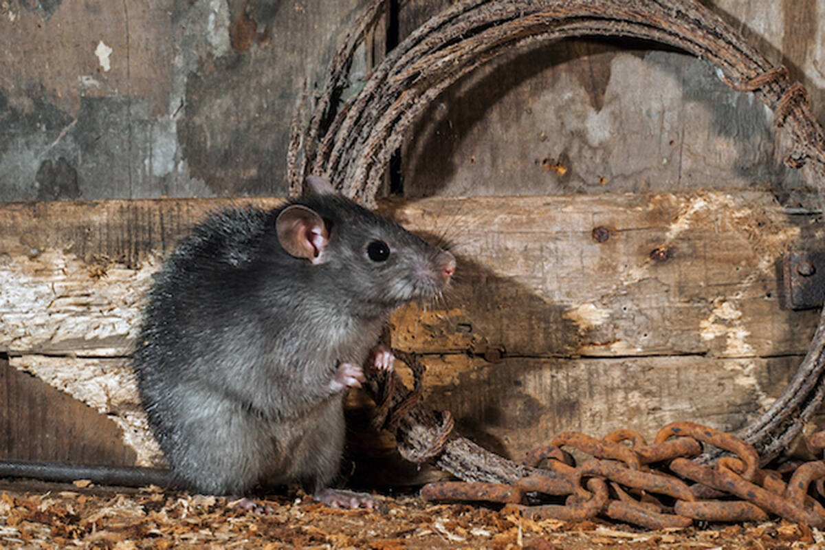 Norway rats like this one are traditionally the most common rat found in Alberta. But roof rats, mostly from B.C., are also appearing more often. (Photo contributed)