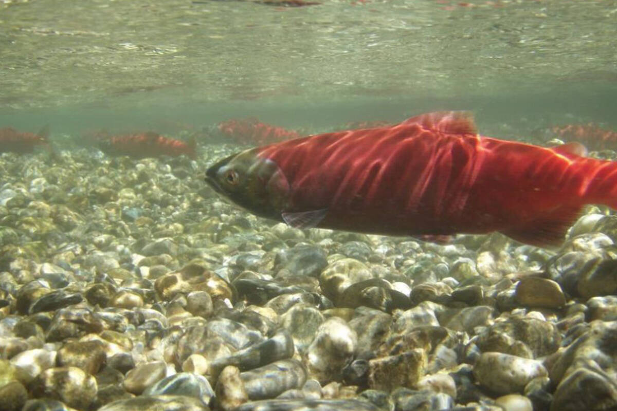 The Kokanee population in Kootenay Lake is nearly non-existent, but predator numbers are also dropping. Photo: Ministry of Forests, Lands, Natural Resource Operations and Rural Development