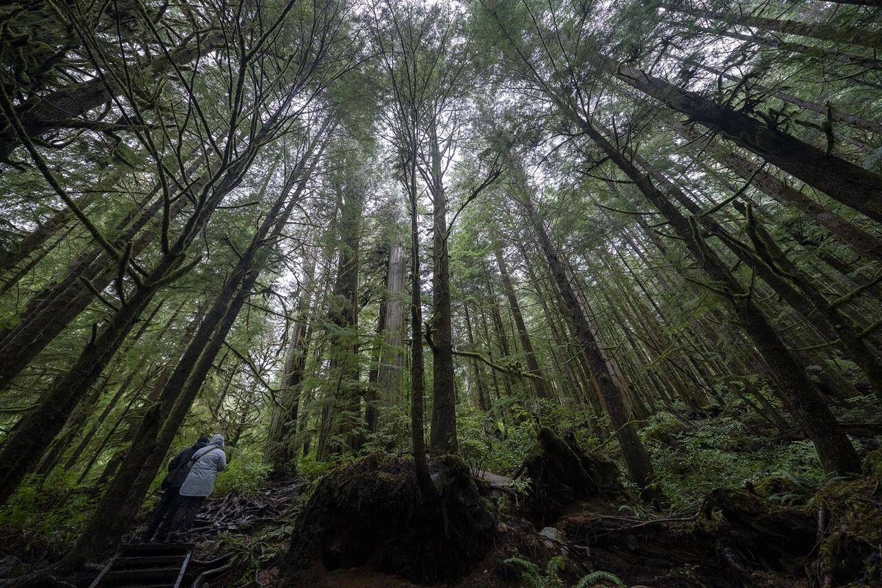 A couple are dwarfed by old growth tress as they walk in Avatar Grove near Port Renfrew, B.C.,Tuesday, Oct. 5, 2021. An environmental organization is offering cautious support for an announcement that the largest private landowner in British Columbia will defer 400 square kilometres of old-growth stands from logging for the next 25 years. THE CANADIAN PRESS/Jonathan Hayward