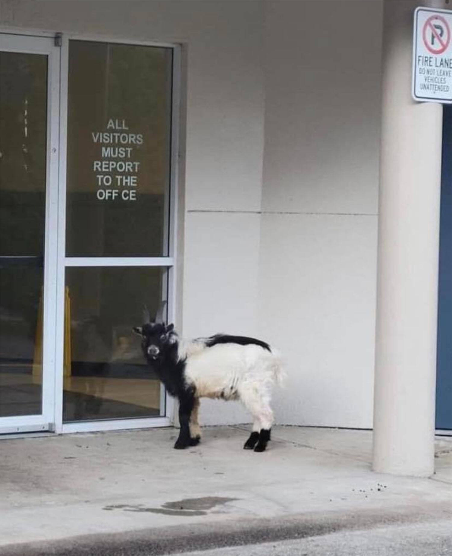 A wayward goat at Abbotsford School of Integrated Arts. (Facebook photo)
