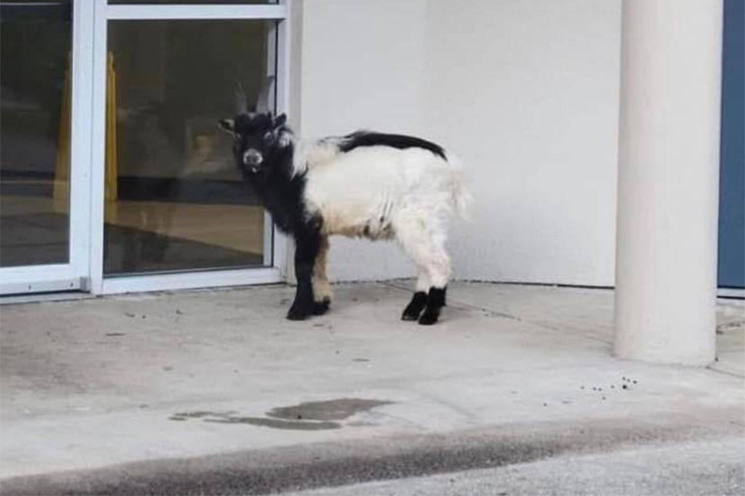 A wayward goat at Abbotsford School of Integrated Arts. (Facebook photo)
