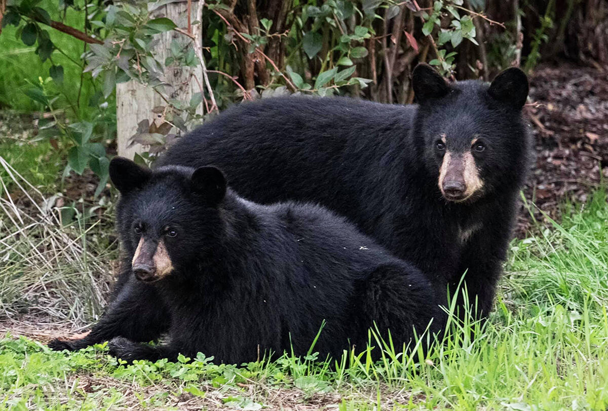 Webster and Kanaka are two young bears orphaned at the age of 10 months in Maple Ridge. Their mother was shot while killing chickens. They were taken to Critter Care Wildlife Society in Langley. (Special to The News)