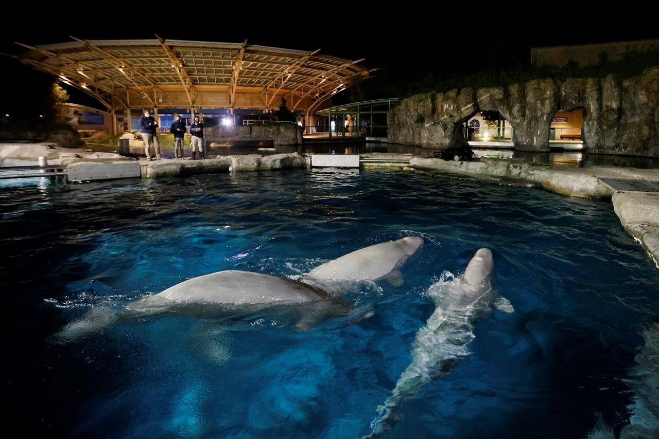Three beluga whales swim together in an acclimation pool after arriving at Mystic Aquarium, May 14, 2021 in Mystic, Conn. The U.S. government is reviewing the deaths of two beluga whales that were moved from Marineland in Canada to an American aquarium last year.	(Jason DeCrow/AP Images for Mystic Aquarium, File)