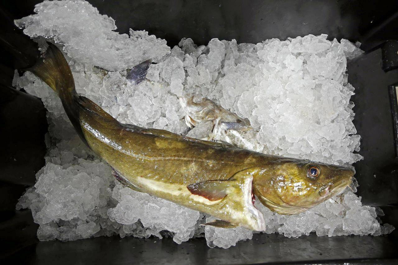 FILE - In this Oct. 29, 2015, file photo, a cod to be auctioned sits on ice at the Portland Fish Exchange, in Portland, Maine. Russia, along with Iceland and Norway, remains a major producer of the white fish, which it harvests from the Barents Sea and other frigid oceans. The U.S. is clamping down on trade with Russia, and is targeting seafood in particular. (AP Photo/Robert F. Bukaty, File)