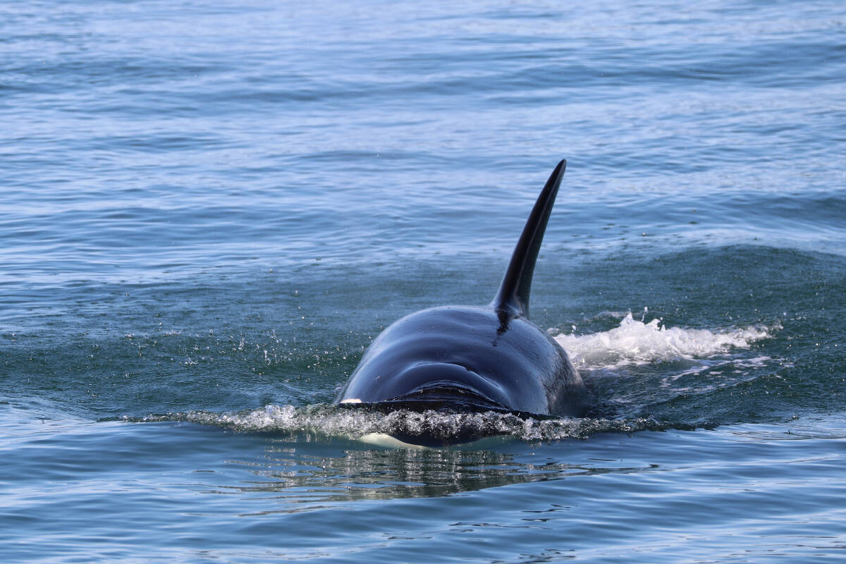 T63 Chainsaw was one of the Bigg’s killer whales spotted in large clusters Thursday. Chainsaw is known for its jagged dorsal fin. (Photo courtesy Valerie Messier/Pacific Whale Watch Association; video courtesy of Maxx Kinert)