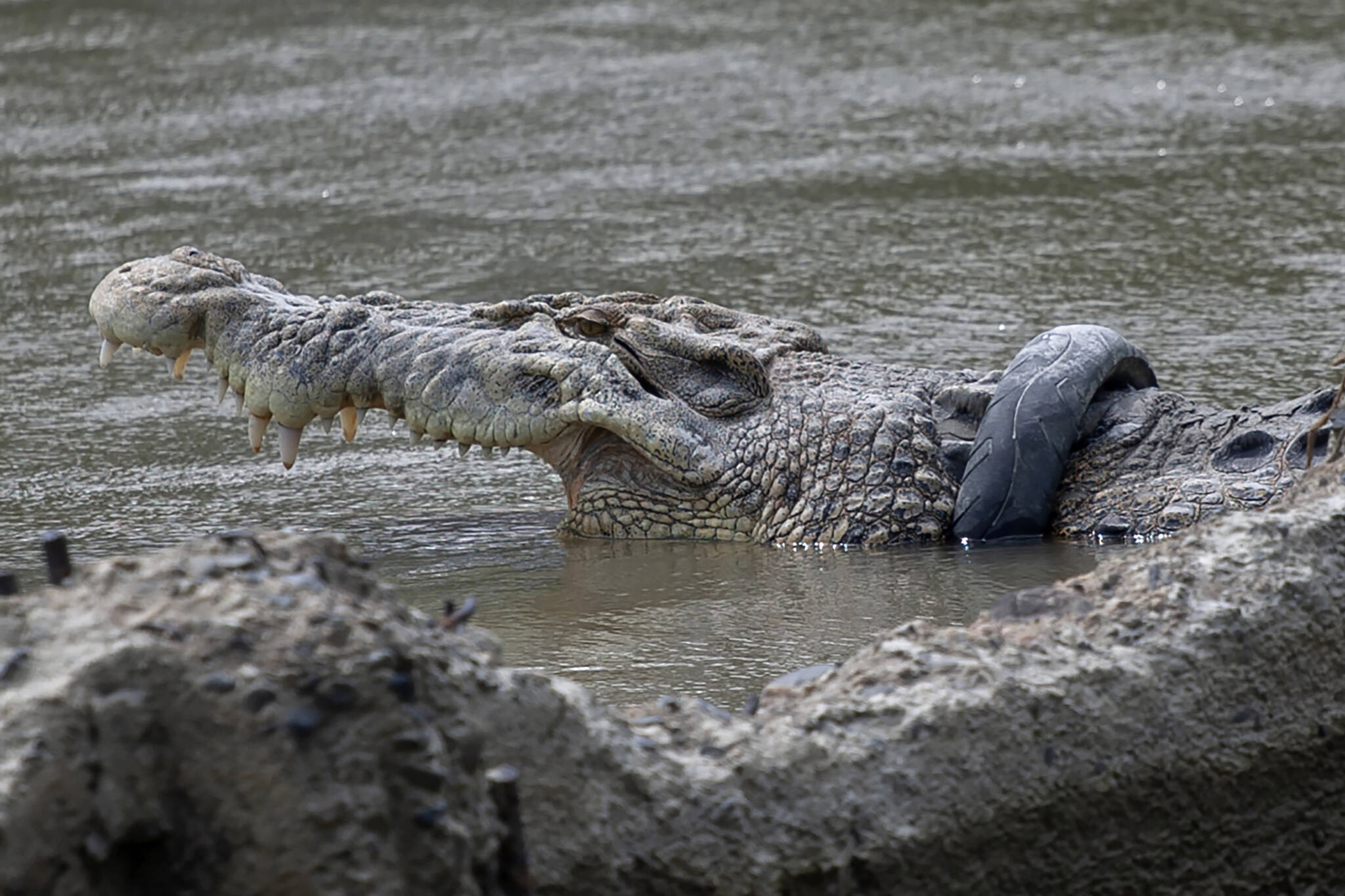 A crocodile with a motorcycle tire stuck around its neck basks on a riverbank in Palu, Central Sulawesi on Jan. 14, 2020. (AP Photo/Mohammad Taufan)